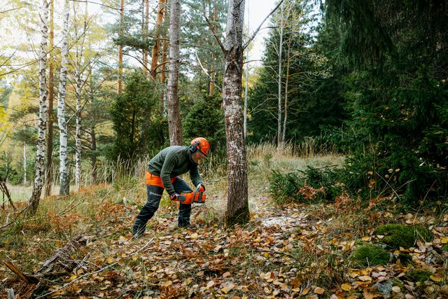 A person using a chainsaw to cut a tree in a forest setting.