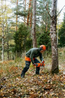 A person using a chainsaw to cut a tree in a forest setting.