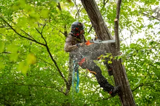 A person using a chainsaw to cut a tree branch while suspended in a harness.