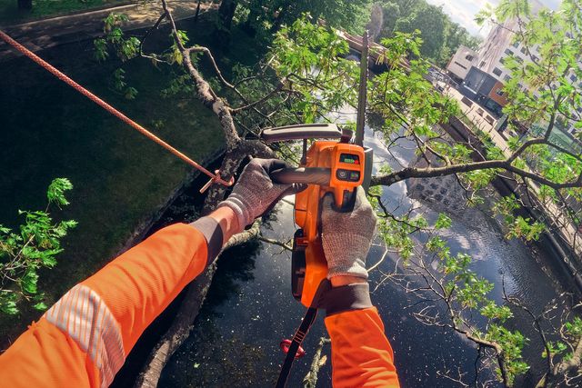 Una persona in tenuta da lavoro che utilizza una motosega per tagliare i rami alti di un albero.