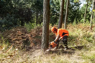 A person using a chainsaw to cut a tree in a forest setting.