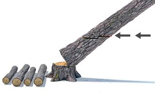 Illustration of a tree being cut down, with logs stacked beside the stump.