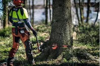A person in work gear standing in a forest, preparing to cut down a tree with a chainsaw.