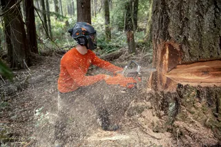 A person using a chainsaw to cut down a large tree in a forest.