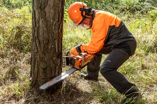 A person in work gear using a chainsaw to cut down a tree in a forest setting.