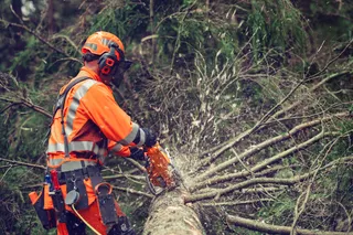 Osoba w stroju roboczym używająca piły łańcuchowej do ścinania powalonego drzewa w lesie.