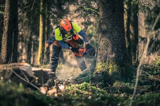 Una persona che utilizza una motosega per abbattere un albero in un ambiente forestale.