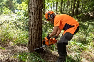 A person using a chainsaw to cut a tree in a forested area.