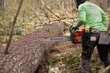 Людина використовує ланцюгову пилку Husqvarna для розрізання поваленого дерева в лісі.