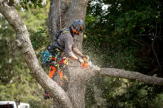 An arborist using a chainsaw to cut a large tree branch while suspended in a harness.