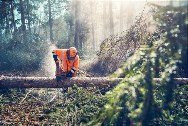 A person in work gear using a chainsaw to cut a fallen tree in a forest.