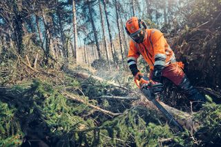 A person in work gear using a chainsaw to cut branches in a forest setting.