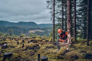 En person i arbetsutrustning som hugger ner ett träd i ett skogsområde.