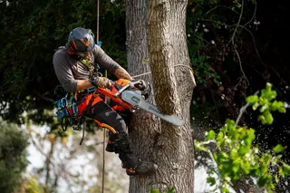 A person using a chainsaw to cut a tree while suspended with climbing gear.