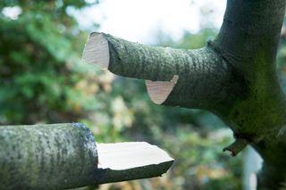 Nahaufnahme eines Astes mit einem sauberen Schnitt, umgeben von Laub.