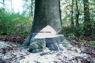 A tree stump with a wedge cut, surrounded by sawdust in a forest setting.