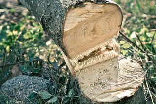 Close-up of a freshly cut tree log on grass.