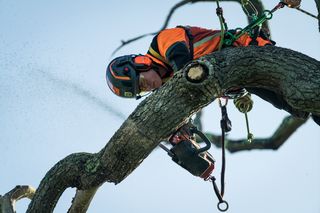 Arborist using a chainsaw to cut a large tree branch while suspended in a harness.