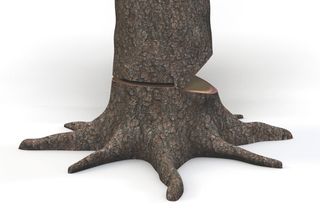 Tree trunk with visible cut section and roots.