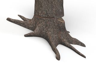 Close-up view of a tree trunk with visible bark and roots.