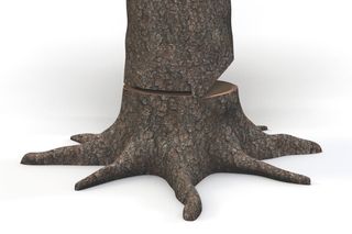 Tree trunk with a wedge cut, ready for felling.