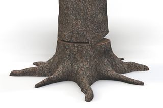 A tree trunk with visible bark and roots, partially cut at the base.