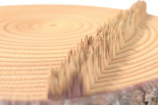 Close-up of a cross-section of a tree log with visible growth rings and bark.
