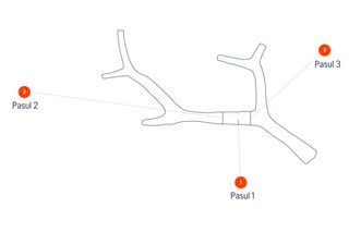 Ilustrație a unei ramuri de copac cu trei secțiuni etichetate: Pasul 1, Pasul 2 și Pasul 3.