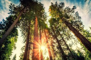 Sonnenlicht, das durch hohe Bäume in einem dichten Wald dringt.