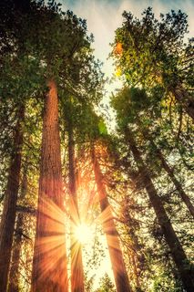 Sonnenlicht, das durch hohe Bäume in einem dichten Wald dringt.