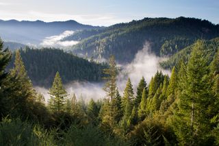 A scenic view of a forested valley with mist rising among the trees.