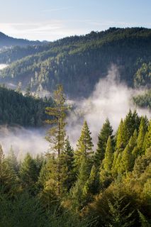 A scenic view of a forested valley with mist rising among the trees.