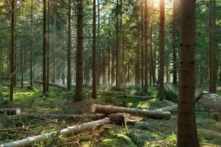 Forest