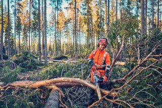 A person in work gear using a chainsaw to cut fallen trees in a forest.