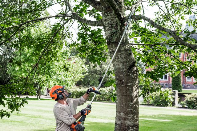 A person using a pole saw to trim branches from a tree in a park setting.