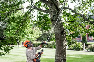 A person using a pole saw to trim branches from a tree in a park setting.