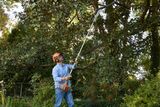 A person using a pole saw to trim branches of a large tree in a garden.