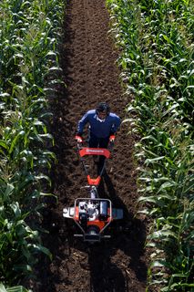 Una persona operando una motoazada en un campo de maíz, creando un camino despejado entre las hileras.