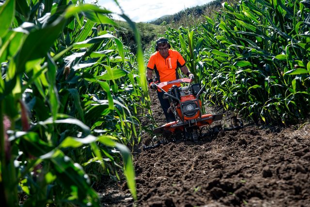 A person using a tiller to cultivate soil between rows of corn plants.