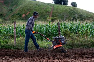 A person using a tiller to cultivate soil in a field with corn plants in the background.