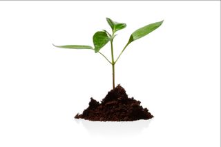 A small green plant sprouting from a mound of soil.