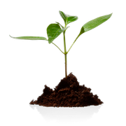 A young plant sprouting from a mound of soil.