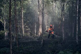 Una persona con equipo de trabajo usando una motosierra en un bosque espeso.