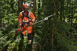 A person in work gear using a pole saw in a dense forest.