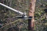 A cutting tool in use, trimming a small tree trunk in a forest setting.
