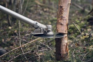 Ett skärverktyg som används för att trimma en liten trädstam i skogsmiljö.