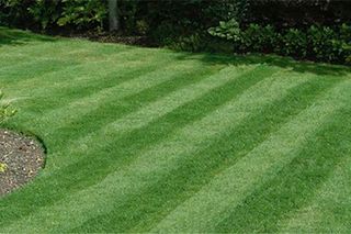 A well-maintained garden lawn with striped mowing pattern.