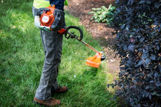 A person using a grass trimmer to maintain the lawn near a bush.