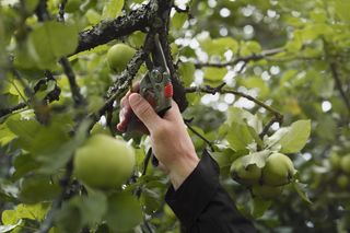 Eine Person, die mit einer Astschere einen Ast in einem Apfelbaum abschneidet.