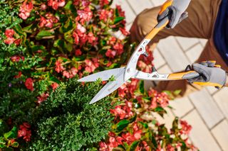 A person using garden shears to trim a bush in a garden with blooming flowers.